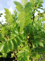 Bursera excelsa