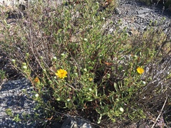 Grindelia stricta angustifolia