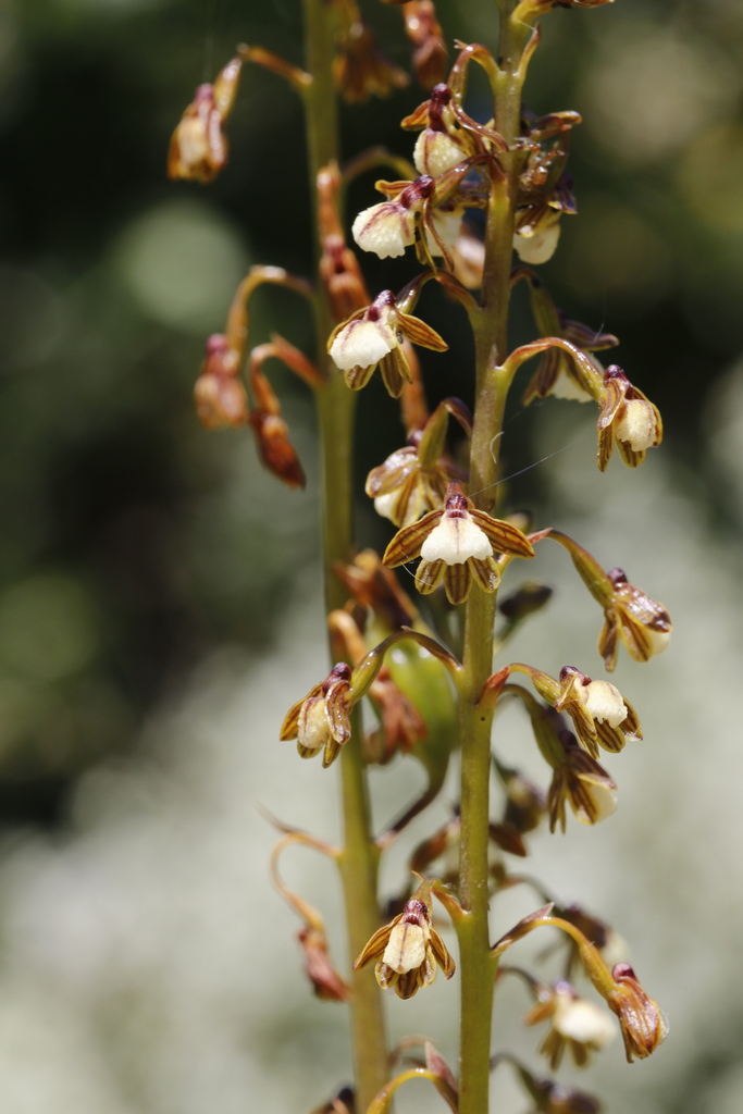 Eulophia cochlearis