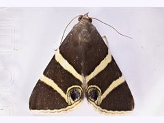 Grammodes