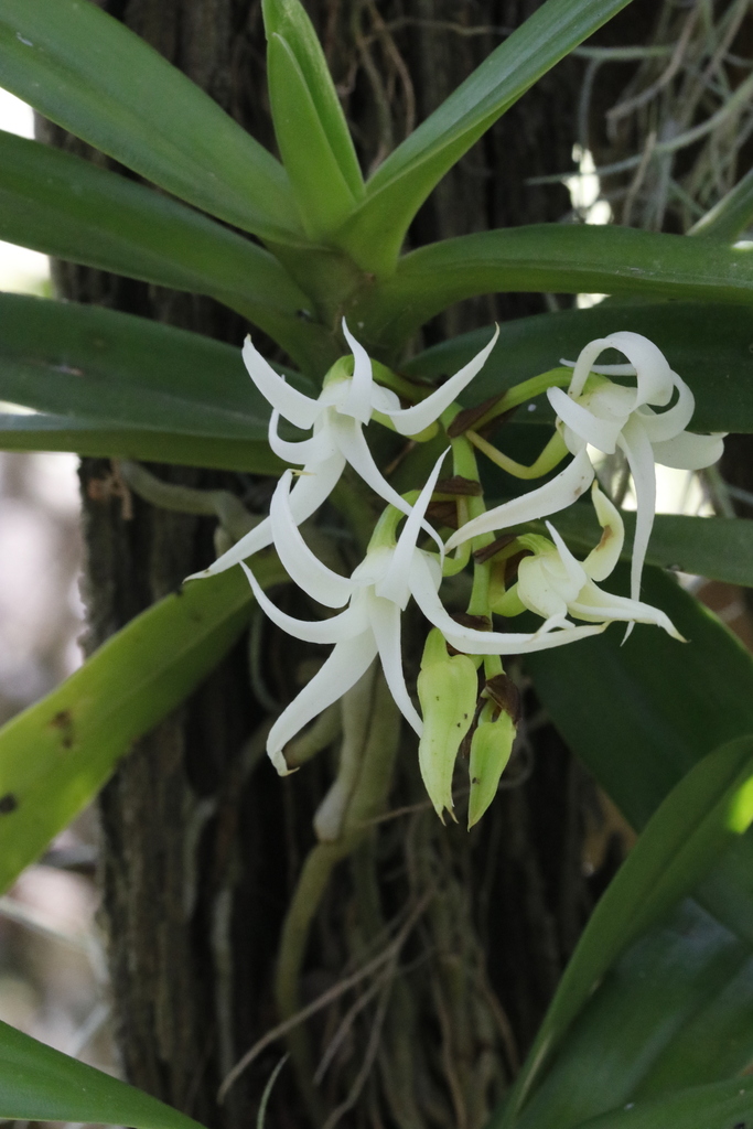 Cyrtorchis arcuata