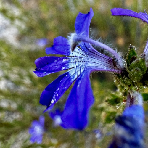 Image of Scaevola glandulifera by (c) pimelea, some rights reserved (CC BY)