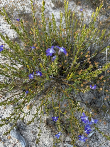 Image of Scaevola glandulifera by (c) pimelea, some rights reserved (CC BY)