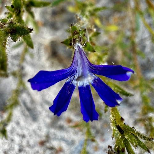 Image of Scaevola glandulifera by (c) pimelea, some rights reserved (CC BY)