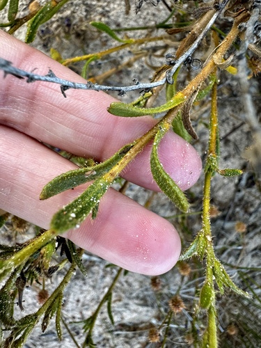 Image of Scaevola glandulifera by (c) pimelea, some rights reserved (CC BY)