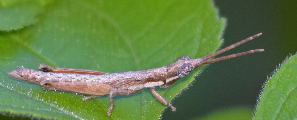 Ichthiacris