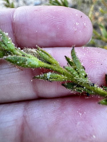 Image of Scaevola glandulifera by (c) pimelea, some rights reserved (CC BY)