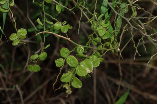 Image of Scrambling Caper (Capparis sarmentosa) by (c) Greg Tasney, some rights reserved (CC BY-SA)