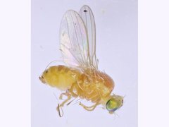 Chyromyidae