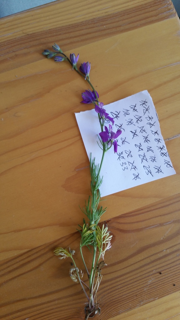 Delphinium brevicorne
