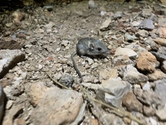 Perognathus longimembris