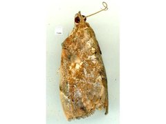 Crocidolomia suffusalis