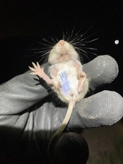 Perognathus longimembris