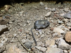 Perognathus longimembris