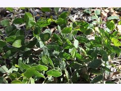 Acacia humifusa