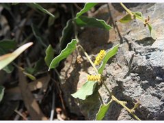 Acacia humifusa