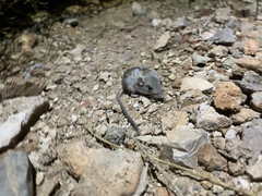 Perognathus longimembris