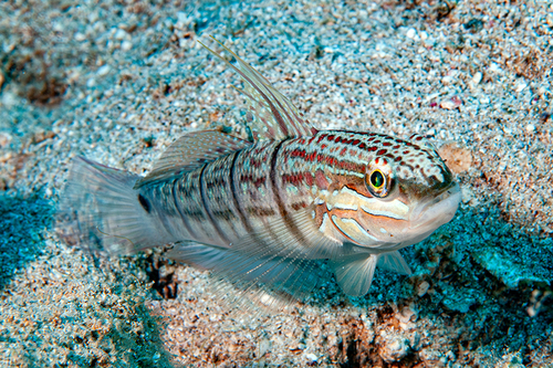 Tailspot Goby — seen at this dive site
