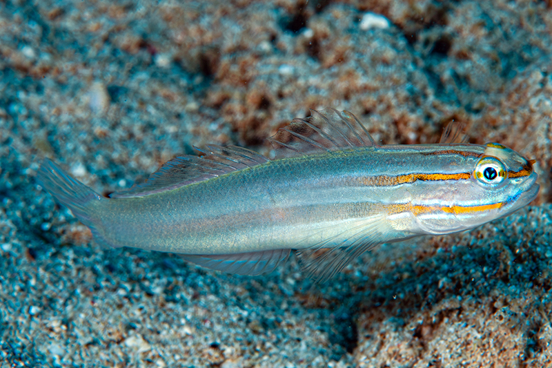 Nocturn Goby