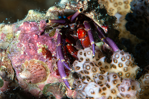 Rosy Hermit Crab