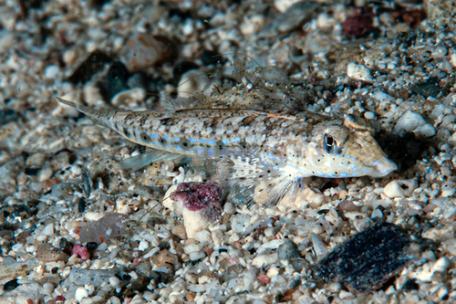 Callionymus delicatulus observed 2024-10-17