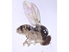 Mycodrosophila aqua