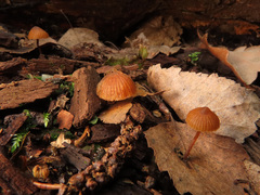 Galerina triscopa
