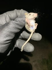 Perognathus longimembris
