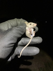 Perognathus longimembris