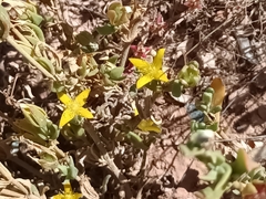 Saltbush (Gunniopsis calcarea)