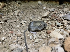 Perognathus longimembris