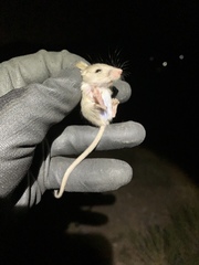 Perognathus longimembris