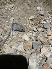 Perognathus longimembris