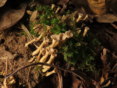 Craterellus undulatus
