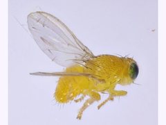 Fergusonina