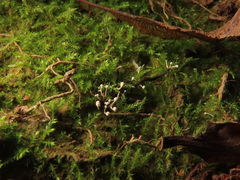 Ophiocordyceps entomorrhiza