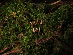 Ophiocordyceps entomorrhiza
