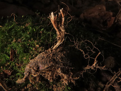 Ophiocordyceps entomorrhiza