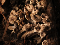 Craterellus cinereus