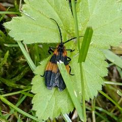 Calopteron discrepans