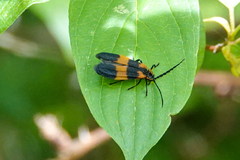 Calopteron discrepans