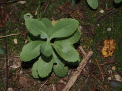 Hylotelephium telephium