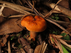 Lactarius tabidus