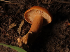 Lactarius tabidus