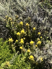 Castilleja wightii