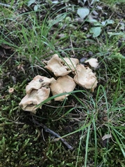 Cantharellus flavolateritius