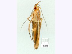 Pyroderces