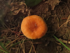 Lactarius tabidus