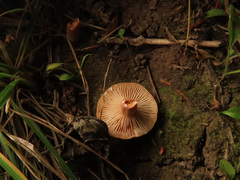 Lactarius tabidus