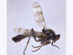 Acraspisa